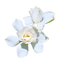 Tall Gardenia Evergreen Shrub 2 Gallon Potted Plant C6145