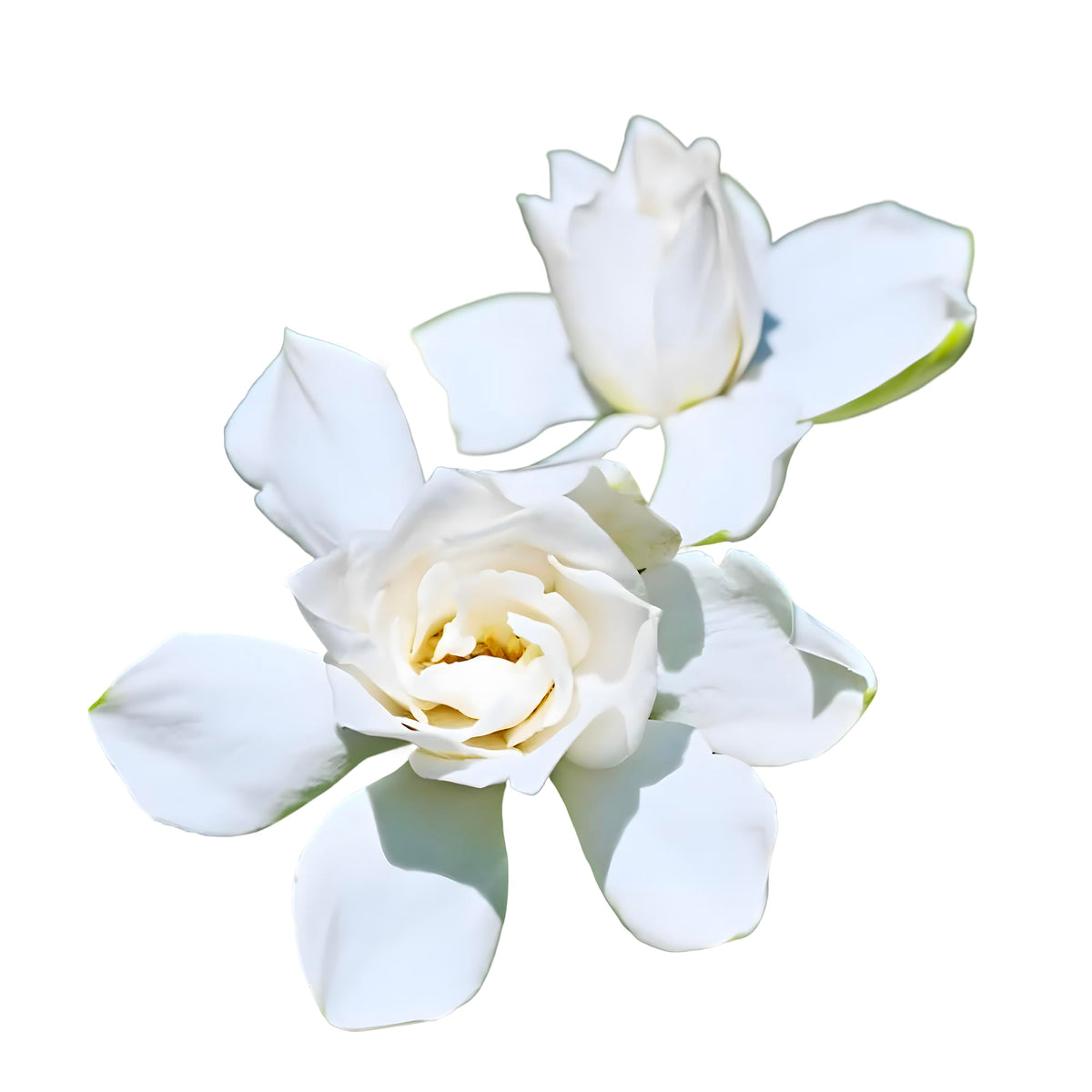 Tall Gardenia Evergreen Shrub 2 Gallon Potted Plant C6145