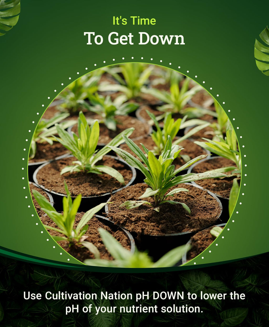 Citric Acid pH Down for Nutrient Solutions, 1 Pint N536