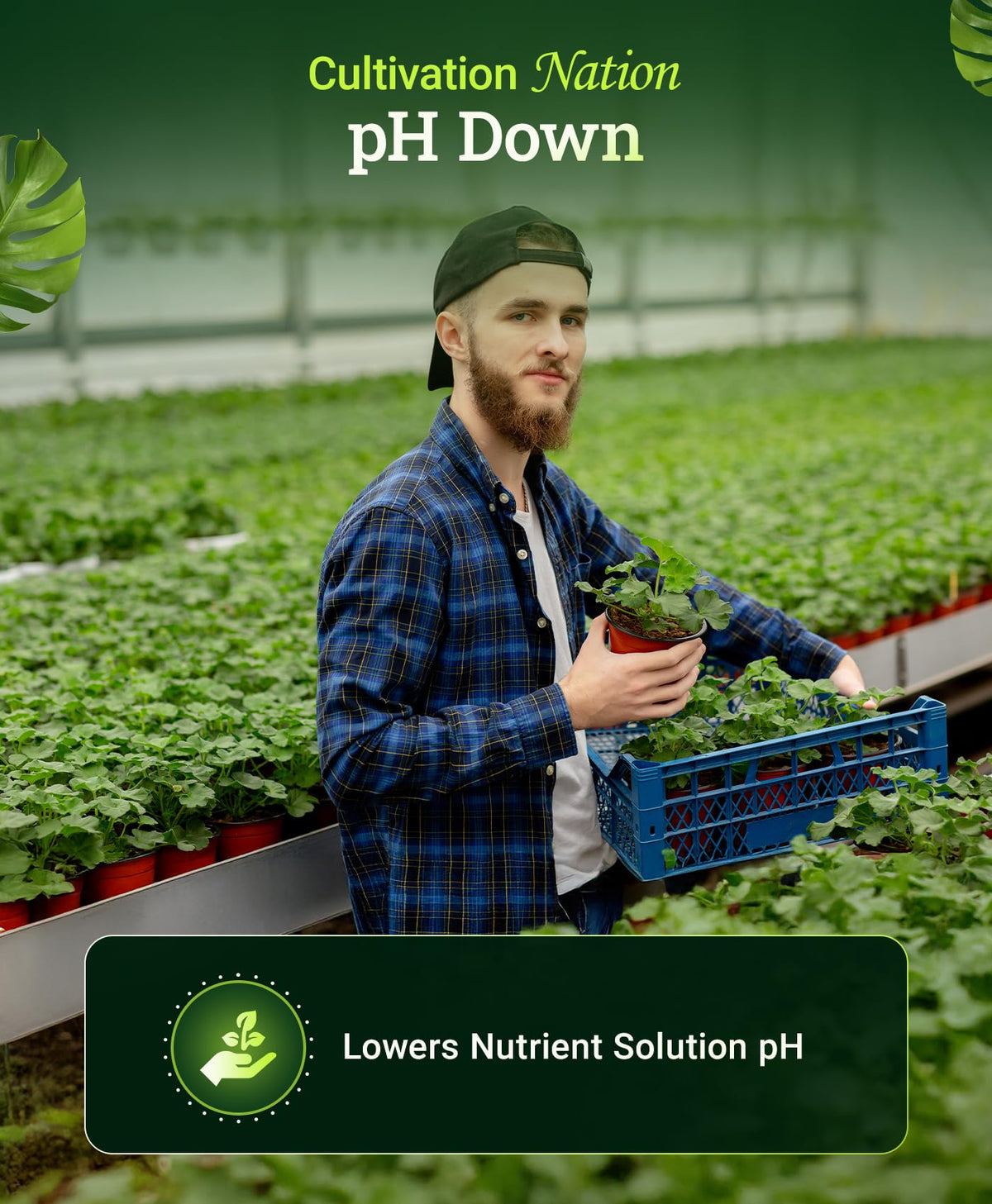 Citric Acid pH Down for Nutrient Solutions, 1 Pint N536