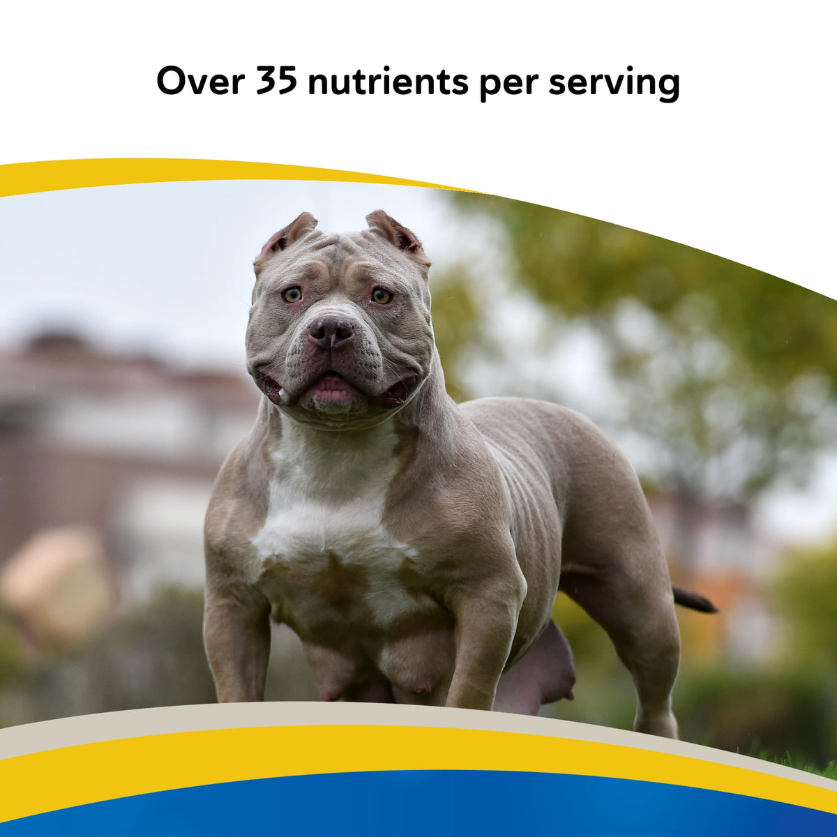 Canine Multivitamin Tablets for Dogs, 180ct C704695