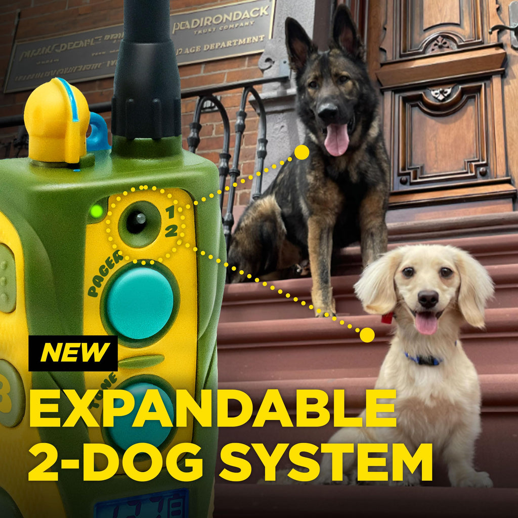 Waterproof Dog Training Collar with Remote M822